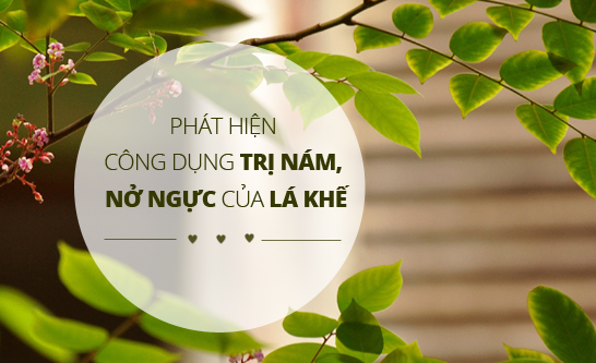 Phát hiện công dụng bất ngờ trị nám, nở ngực của lá khế