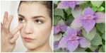 Trị mụn, mờ sẹo, bay nám "rẻ bèo" chỉ bằng cây lá trong vườn