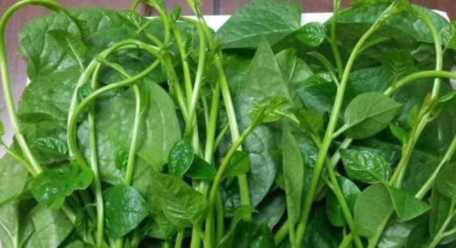 Cách trị mụn bằng rau mồng tơi tại nhà hiệu quả