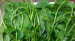 Cách trị mụn bằng rau mồng tơi tại nhà hiệu quả