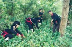 Loại cây giúp ngực đẹp mà không cần đến dao kéo