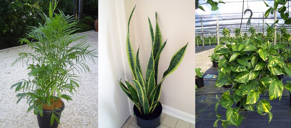 10 cây cảnh giải độc khí trong nhà