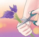 Tự làm tinh dầu hoa để da bóng, tóc mượt