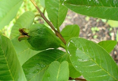 Loại lá ai cũng tưởng vứt đi nhưng lại thổi sạch tất cả các loại mụn