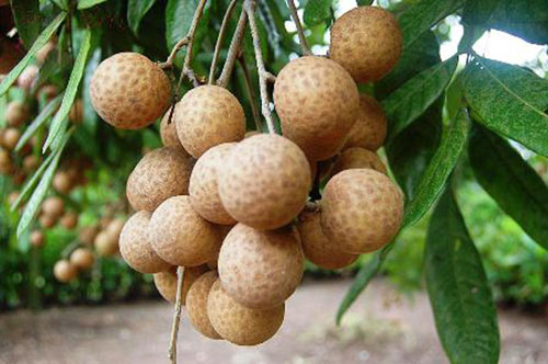 Những loại trái cây tăng nguy cơ sảy thai