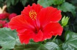 Cách làm son dưỡng môi tại nhà cực đơn giản
