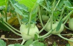 Thực đơn giảm cân từ su hào càng ăn càng gầy
