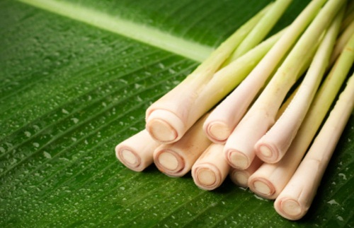Kinh nghiệm chữa tóc rụng bằng cây sả