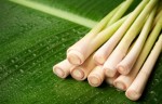 Kinh nghiệm chữa tóc rụng bằng cây sả