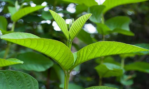 Trị mụn trứng cá cấp tốc chỉ bằng 2 loại lá
