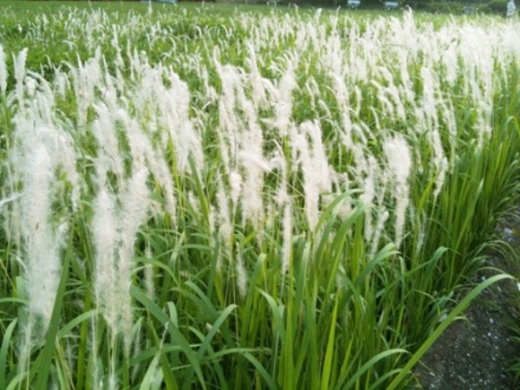 Đánh bay bệnh huyết trắng 7 năm chỉ với 1 bài thuốc cực đơn giản