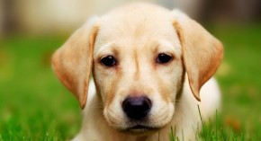 4 con giáp càng lớn tuổi càng “đẹp mặn mà” ai lấy được thì khác nào lấy tiên