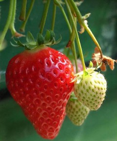 4 loại mặt nạ tự chế tốt nhất dành cho những bạn da dầu