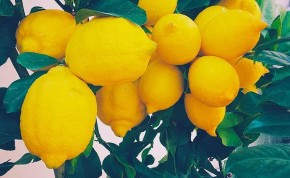 Uống nước chanh để giảm cân, bạn cần lường trước những tác hại này