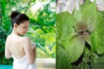 Cách làm đẹp từ loại lá cực thân quen và dễ kiếm