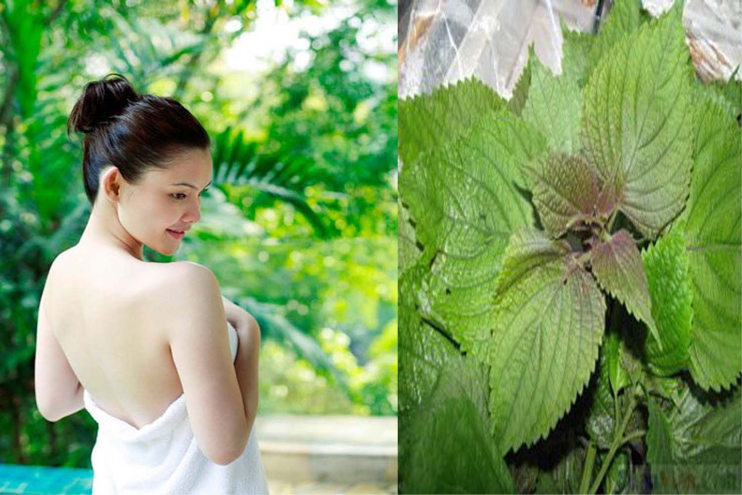 Cách làm đẹp từ loại lá cực thân quen và dễ kiếm