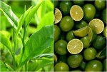 Trị hôi nách vĩnh viễn chỉ cần 1 lần sử dụng trà xanh