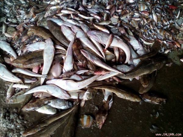 Cách chọn cá biển an toàn khi nguồn nước nhiễm thủy ngân
