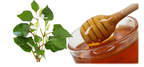 Rau diếp cá – bài thuốc hay chống lão hóa, trị mụn trứng cá