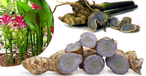 Nghệ đen - đặc trì các chứng bệnh về tiêu hóa