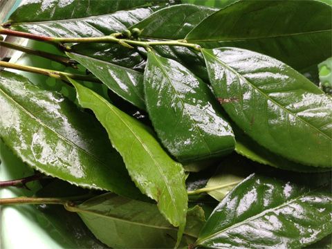 Làm hồng vùng kín tại nhà không cần đi spa chỉ với 3 nguyên liệu tự nhiên lành tính