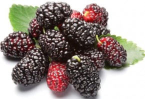 Trị mụn, trắng da với dâu tằm nhanh chóng