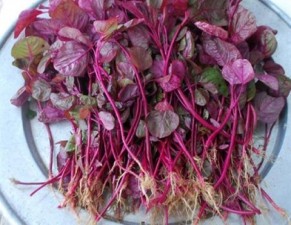 Kinh nghiệm chữa rụng tóc hiệu nghiệm từ gội nước dền đỏ