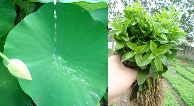 Ăn 10 loại lá này, mỡ cứng đầu lâu năm đến đâu cũng bay ngay lập tức
