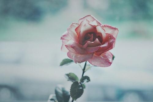 Khi mệt mỏi, hãy bỏ ít phút để đọc câu chuyện này