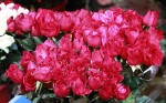 Hai cách tự chế nước hoa hồng dưỡng da cực đơn giản