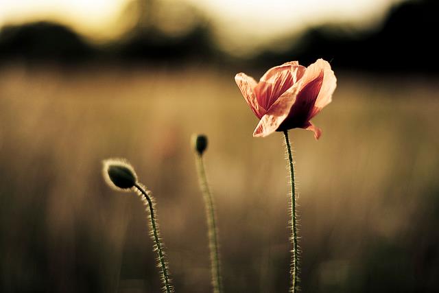 Káº¿t quáº£ hÃ¬nh áº£nh cho bÃ¬nh an á» bÃªn nhau