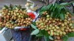 Hô biến vải lai thành vải thiều bán với giá cao - Ai cũng bị lừa!