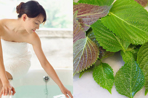 Không cần tốn tiền đi tắm trắng, loại lá này cũng sẽ giúp da bạn trắng hồng rõ rệt