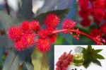 Biến hóa lông mày đẹp hoàn hảo nhờ phương pháp rẻ tiền
