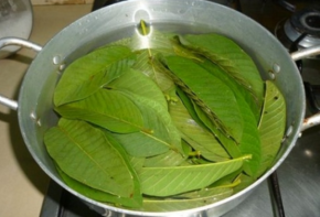 Da đẹp không tỳ vết từ lần đầu tiên xông mặt với lá ổi