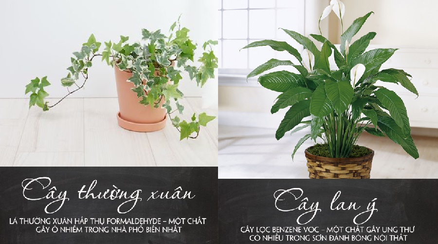5 loại cây để trong phòng giúp bạn đặt lưng xuống là ngủ ngay