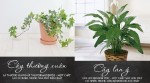 5 loại cây để trong phòng giúp bạn đặt lưng xuống là ngủ ngay