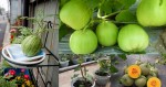 Cách trồng dưa hấu, dưa lê và dưa lưới tại nhà – có trái ăn quanh năm khỏi phải mua nữa