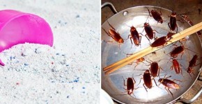 Mẹo sốc: Nhà không còn một con chuột, gián, kiến nào chỉ với 1 nắm bột này