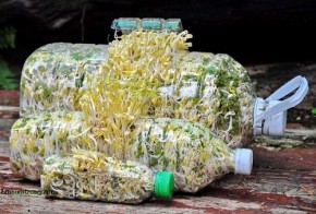 Thêm 1 cách trồng giá cực đơn giản: Trồng giá trong chai nhựa, 1 chai ú ụ đủ ăn cho 8 người