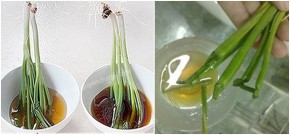 Cách dùng cọng hành phân biệt mật ong thật giả bao chuẩn