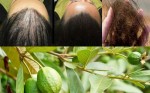 Tóc tôi hết khô xơ, hết gãy rụng mềm mượt như nhung chỉ nhờ lá ổi