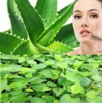 Rau diếp cá - "thần dược" giúp da trắng mịn nõn nà