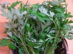 Đánh bay sẹo lồi nhờ 3 loại lá sẵn trong vườn nhà