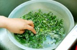 Đun rau ngải cứu lấy nước để thoa lên da, vết sẹo lồi lâu năm cũng biến mất chỉ sau 3 tuần