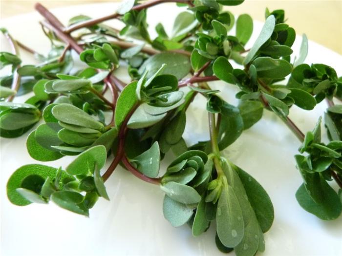 Bạn đã biết công thức trị sạch mụn với rau sam chưa?