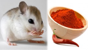 Mẹo để nhà không bao giờ còn 1 bóng chuột nào nữa mà không cần dùng thuốc diệt