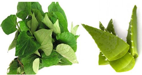 Xóa sạch mụn cám dày đặc, trắng xóa chỉ sau 1 tuần nhờ 1 nhánh nha đam