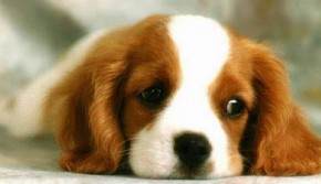 TOP 4 con giáp này nên cẩn thận vì trong tháng 10 này sẽ gặp xui xẻo đủ đường đó