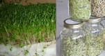 Hướng dẫn trồng rau mầm siêu nhanh tại nhà mà không cần đất, trồng cho cả nhà ăn không lo phun thuốc